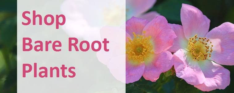 Shop Bare Root Plants 2